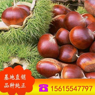 红光栗板栗苗价格 山东基地 种植高产板栗苗 批发红光栗板栗苗