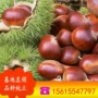 山东基地种植红光板栗苗