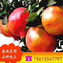 2017石榴苗  新价格 常年批发 规格齐全石榴苗 天红蛋石榴树苗