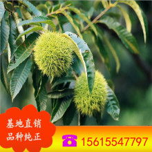 ������ľ���l �����F���� �������� �ɻ��ʸ� �m���ԏ��S�������