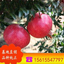 安徽石榴苗基地 大量供应石榴苗 天红蛋石榴苗价格 石榴苗批发