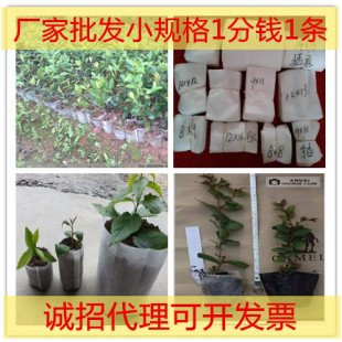 ���������������� �o�����ɽ���Ӻ����������]100������]