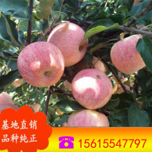 苹果苗批发 大量出售红肉苹果 富士苹果苗 品种齐全 高钙苹果苗