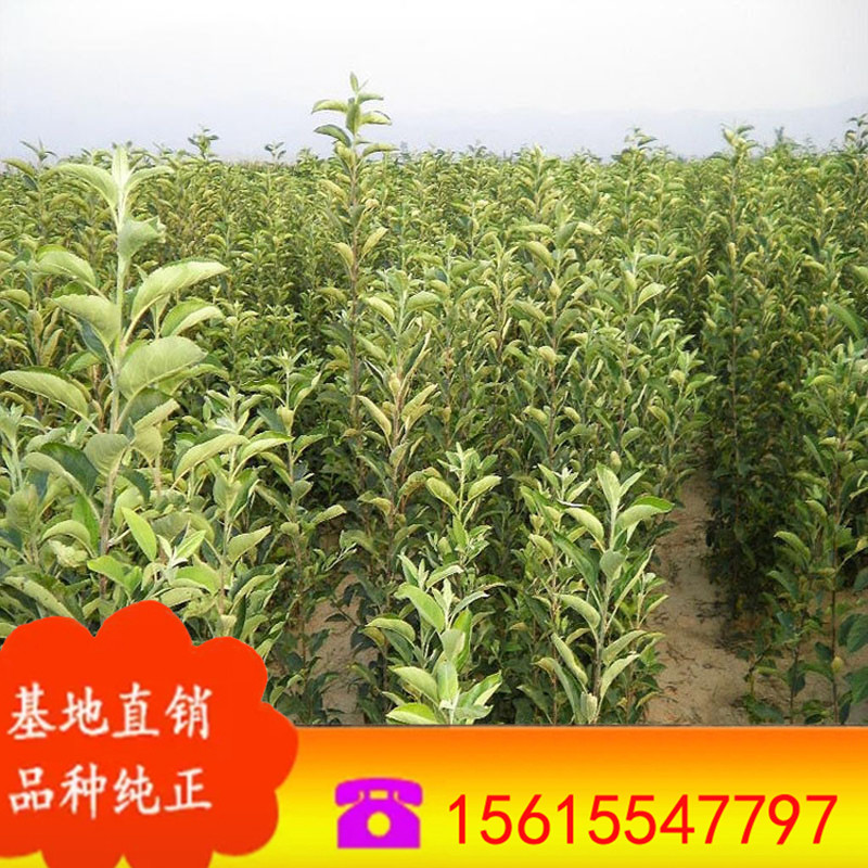 山东果树苗基地 培育高产苹果苗 早熟苹果苗 抗旱耐寒苹果树苗