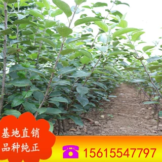 山东苹果苗种植基地 大量供应有害嫁接苹果苗 烟富1号苹果树苗