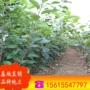 山东基地大量嫁接苹果苗