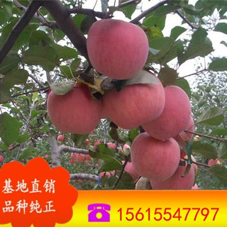 庭院盆地栽苹果苗 出售嫁接苹果树苗 南方北方种植 红富士苹果苗