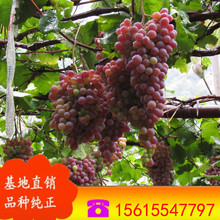 ���깩��   ������ ���ј��� ����o�������� Ҏ���Rȫ �r�����