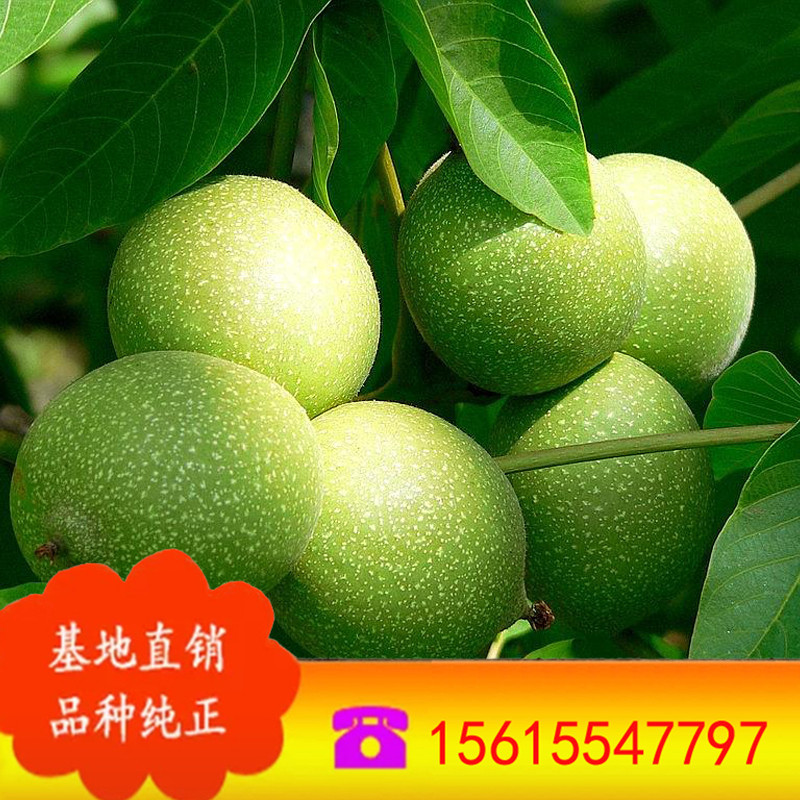 促销核桃树苗 原生实生 嫁接核桃苗 量大从优 辽核4号核桃苗