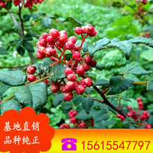 ���~�����������c ���ع����ͺ� �ͺ��������� ɽ�|��������r��