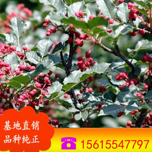    ͽ aֱN ƷN  FڬFu l