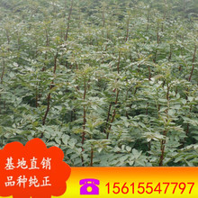 ɽ�|��������� ���l������ �L�ڹ��������� Ҏ���Rȫ������