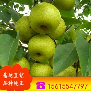 批发果树苗盆栽梨树苗 新品种梨树苗 梨树苗价格 当年结果梨树苗