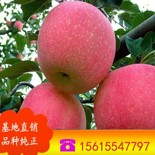 湖南基地自产红蛇苹果苗  种植矮化苹果苗 大量出售萌苹果树苗