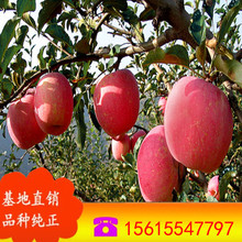 基地供应苹果树苗 红富士苹果苗 山东新品种苹果苗 高钙苹果苗