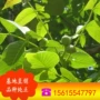 2号多年生9818礼品核桃苗