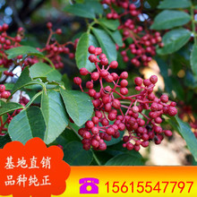 ����t���㴻 �����㴻��  ʳ���㴻 �㴻�������������l