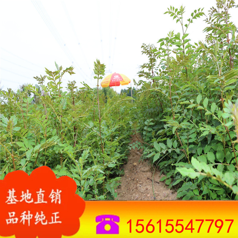 批发盆栽花椒苗 大红袍花椒苗 当年结果花椒苗 狮子头花椒苗价格