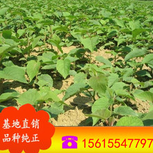 ���չ�����������l   �J���Ҙ��� �S���殐���� ����J������