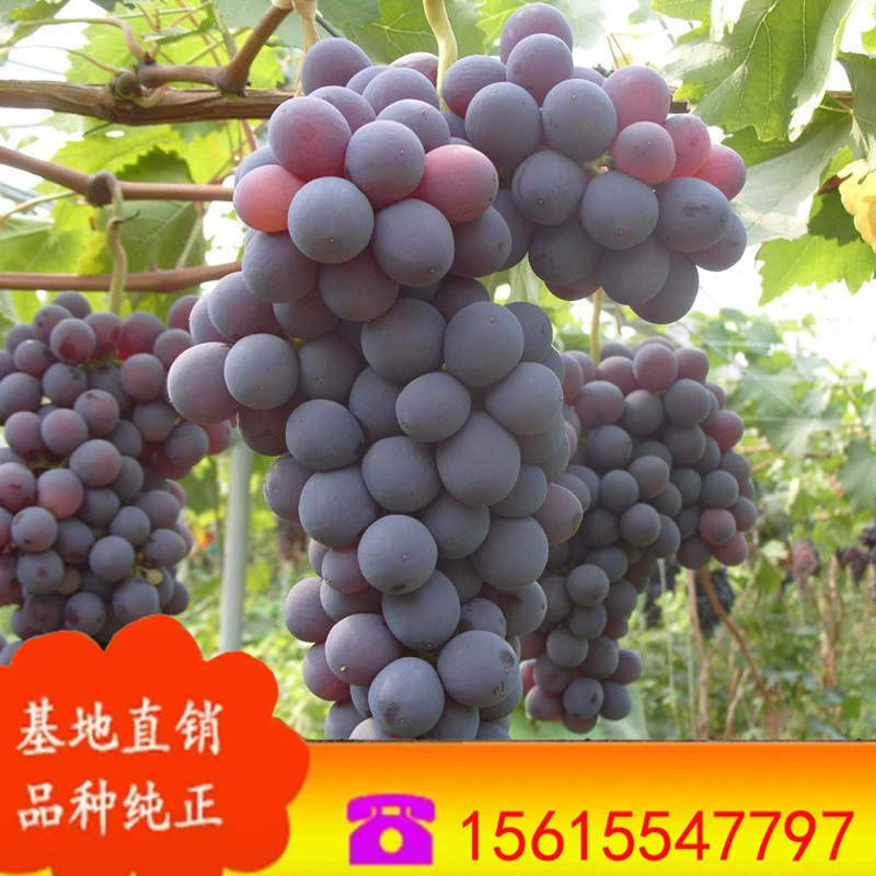 Продаются виноградные саженцы, привитые летние черные виноградные саженцы, виноградные саженцы Кёхо, полные сорта, саженцы медового винограда.