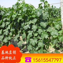 ���� ���������� ���ј���r�� �L�ڹ���   ����o��������