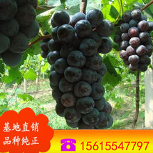 ���ش����������ј� ��Ʒ�N�t�o�����ј� �o�����ј� �ĺ�������