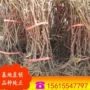 南方北方种植盆栽葡萄苗