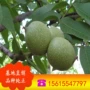 山东基地嫁接核桃苗