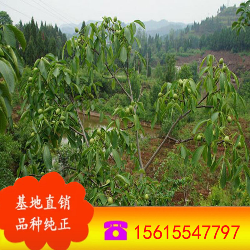 丰辉核桃树苗 嫁接核桃苗 量大从优 香玲核桃 原生实生核桃树苗