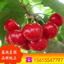 �����L�����l������ ���ԙ����� �Ϸ��Nֲ������ ���l���������