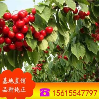 出售樱桃苗 低价处理萨米脱樱桃树苗 现货直销沙蜜豆樱桃树苗