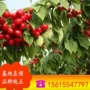 处理蜜豆樱桃苗