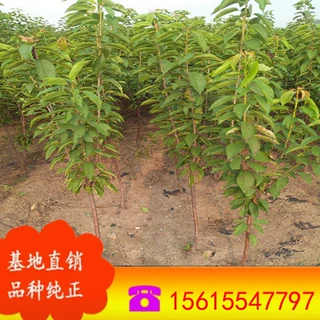 批发果树苗 适合南北方种植吉塞拉樱桃苗 品种齐全美早大樱桃树苗