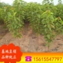 适合齐全种植品种樱桃苗