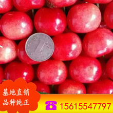 ��t���Ҙ��� ���������� �������l������ ��t��ʯ������r��