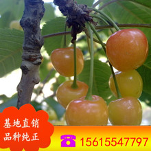 ���ԙ�������� �޽ә����� �Ϸ����� ܇���Ә��� ��t��ʯ������