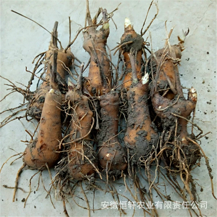 Оптовые лечебные саженцы, высококачественные, высокоиздающие саженцы Atractylodes, бутоны Atractylodes, новые сорвы, прямые поставки по низкой цене