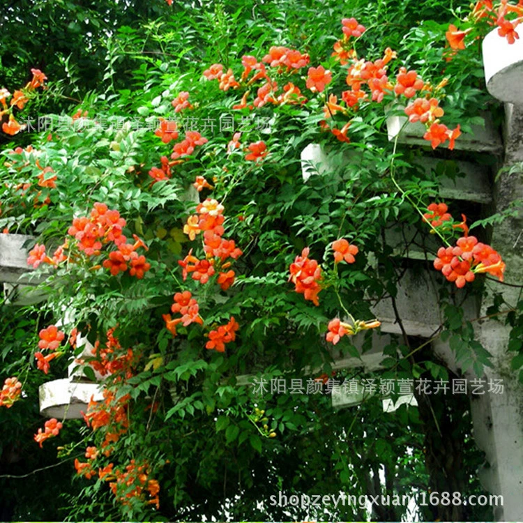 Саженцы клематиса, вьющиеся растения, озеленение двора, саженцы в горшках из старых пней, многолетние цветущие цветы «фейерверк», зеленые растения, крупные саженцы