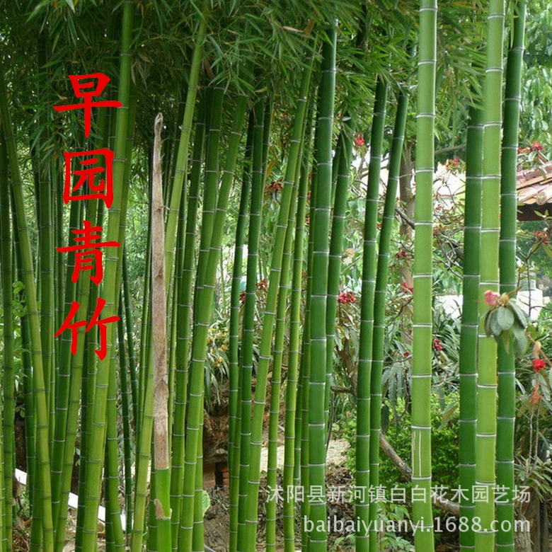 Оптовая продажа высокого качества озеленение саженцы деревянные Зеленые саженцы бамбука вечнозеленые саженцы бамбука двор декоративные растения