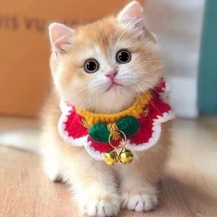 ���NӢ�̽�u��؈��ِ��ny12ɫ�{��u����؈�Lë����؈���̻��w؈