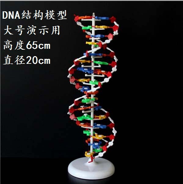 DNA结构模型 大号 DNA双螺旋结构模型 高中生物实验器材 教学仪器