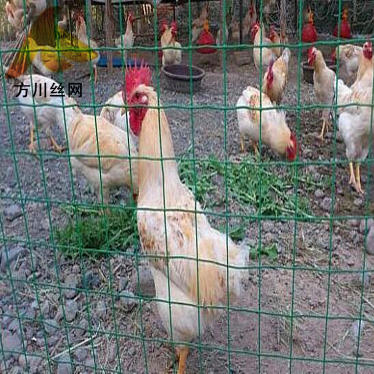 厂家荷兰网养鸡围栏涂塑围栏网鱼塘防护网现货批发