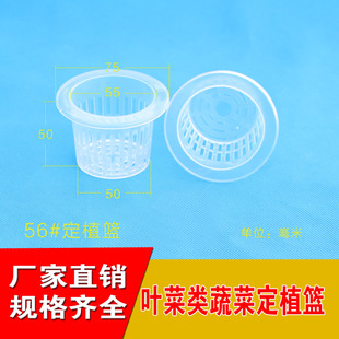 ˮ�ඨֲ�@�Ӻ�56̖�߲˻��ܘ�֬ˮ���o������̸����Nֲ������