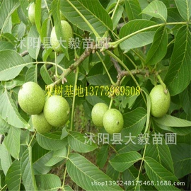乔木;盆栽;灌木