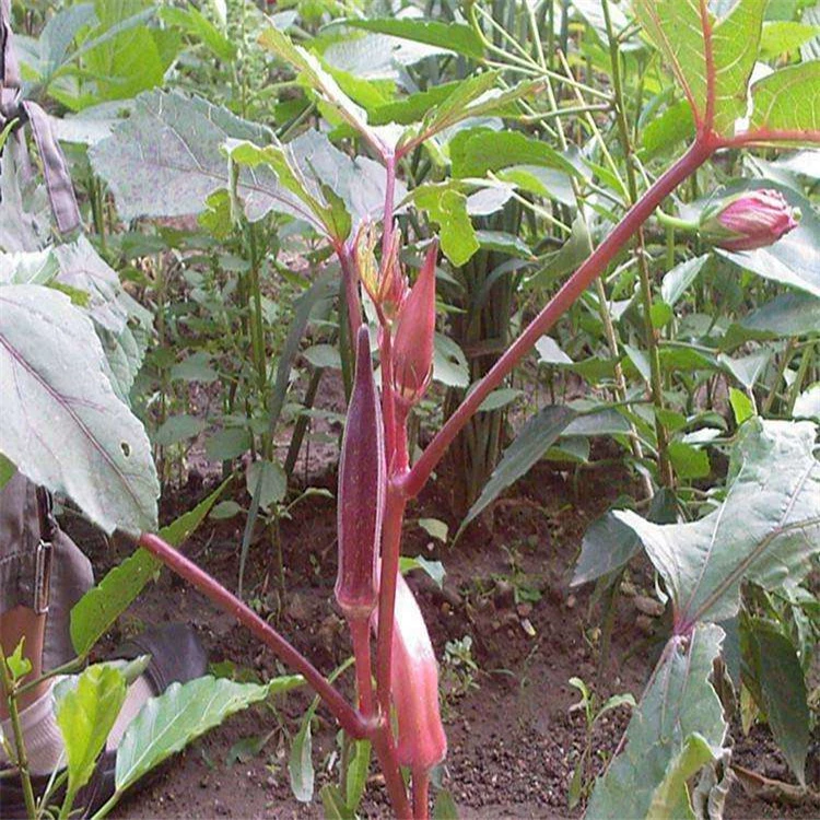 Семена Красной бамии [16 лет доброй воли старого магазина]