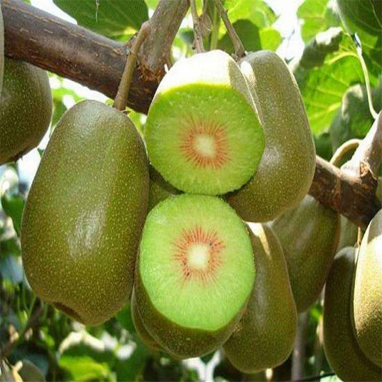 Фруктовая рассада Желтое сердце Киви Рассада оптом Actinidia arguta в наличии