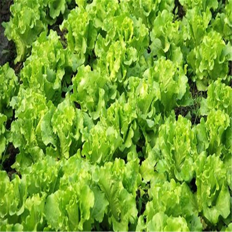 Семена салата, семена овощей, посев на крыше балкона, Four Seasons, быстрый рост [16 лет честного старого магазина]