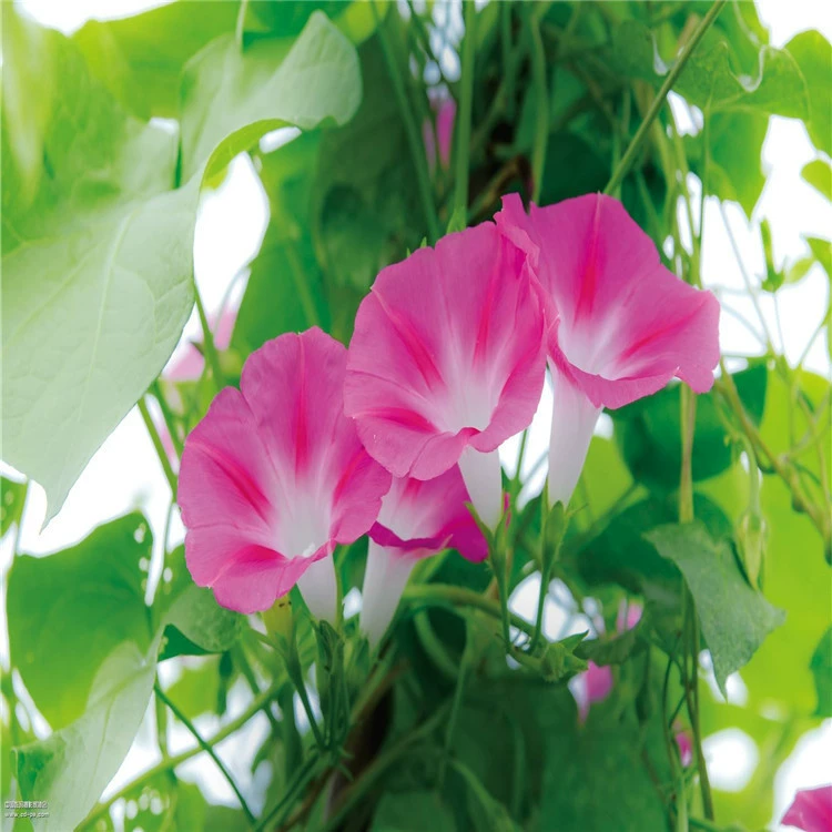 Поставка оптом импортных газонных трав цветочных семян Morning Glory труба цветочных сортов полная низкая цена оптом