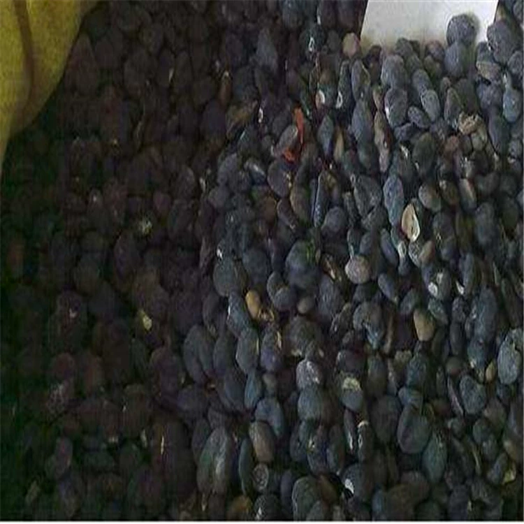 Фиолетовый Магнолия Семена Новая Магнолия Семена Синьи Новые Семена Магнолии [16 лет Честности Старый Магазин]