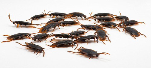 April Fool's Day Cockroach Xiaoqiang Tricky Funny Disgusting Scary Toy Prank Prop AliExpress Source
